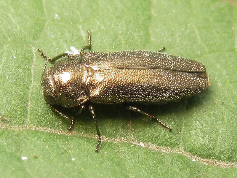 Buprestidae: Coroebus elatus